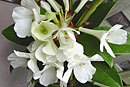 Rhododendron 'White Knight'