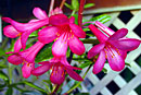 Rhododendron 'Wild Berry'