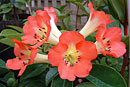 Rhododendron 'Wild Child'