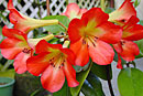 Rhododendron 'Wildfire'